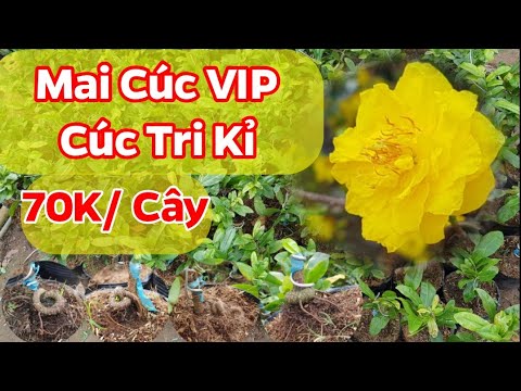 Mai Cúc Vip - Cúc Tri Kỉ - 70K/ Cây - 06/11/2020 - 0389 578 456