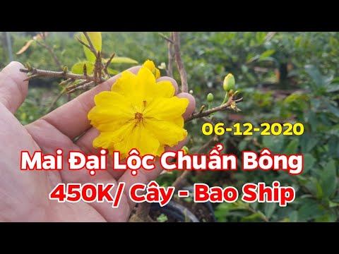 Mai Đại Lộc Chuẩn Bông 0389 578 456 - 450K/ Cây ( Bao Ship ) - 06/12/2020