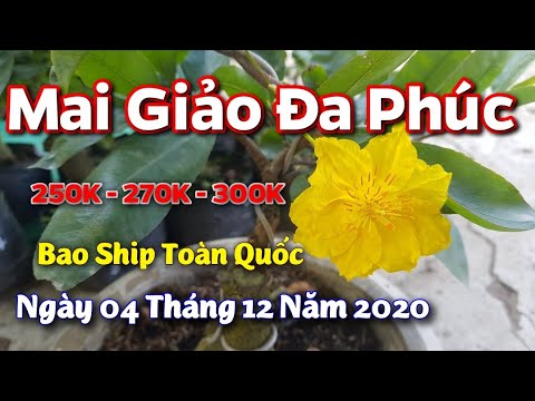 Mai Giảo Đa Phúc - 04/12/2020- 0389 578 456