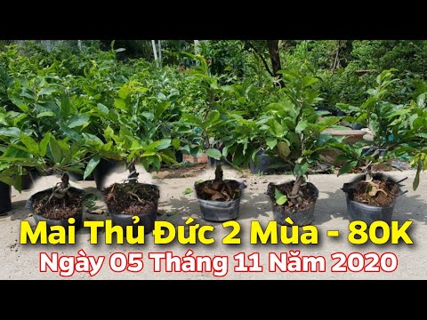 Mai Giảo Thủ Đức 2 Mùa - Tàn Nhiều - Đế Đẹp - 80K/ Cây- 05/11/2020