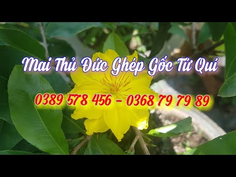 Mai Giảo Thủ Đức Ghép Gốc Tứ Quí 😀 0389 578 456😀 29/06/19