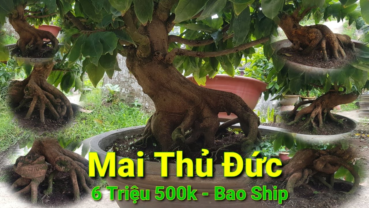 Mai Giảo Thủ Đức - Giá 6Tr500K - Bao Vận Chuyển - 07/12/2020 - 0936 085 180