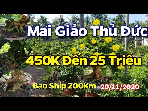 Mai Giảo Thủ Đức - Giá Từ 450K Đến 25 Triệu ( Bao Ship )