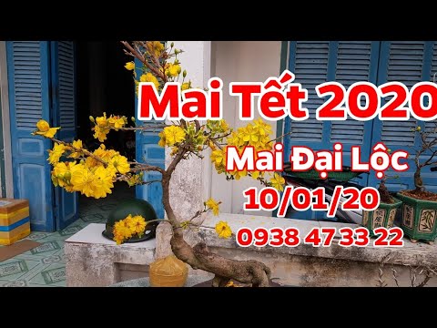 Mai Tết 2020 🥰 Mai Đại Lộc Chuẩn Bông 🥰 10/01/20