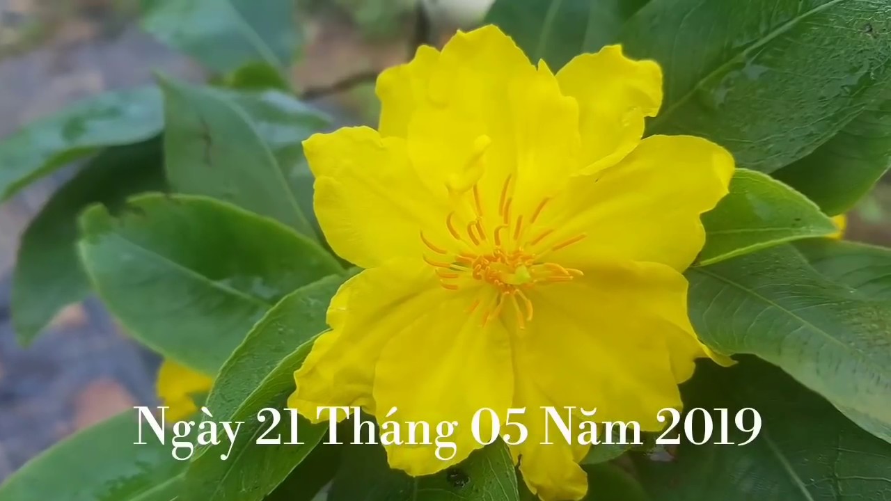 Mai Thủ Đức - Phú Tân - Cúc 36 Cánh | Giá 250-400 K | 21/05/19 - LH 0389 578 456