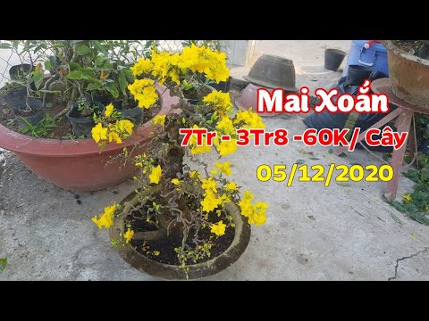 Mai Xoắn - 60K/ Cây - 0389 578 456 - 05/12/2020