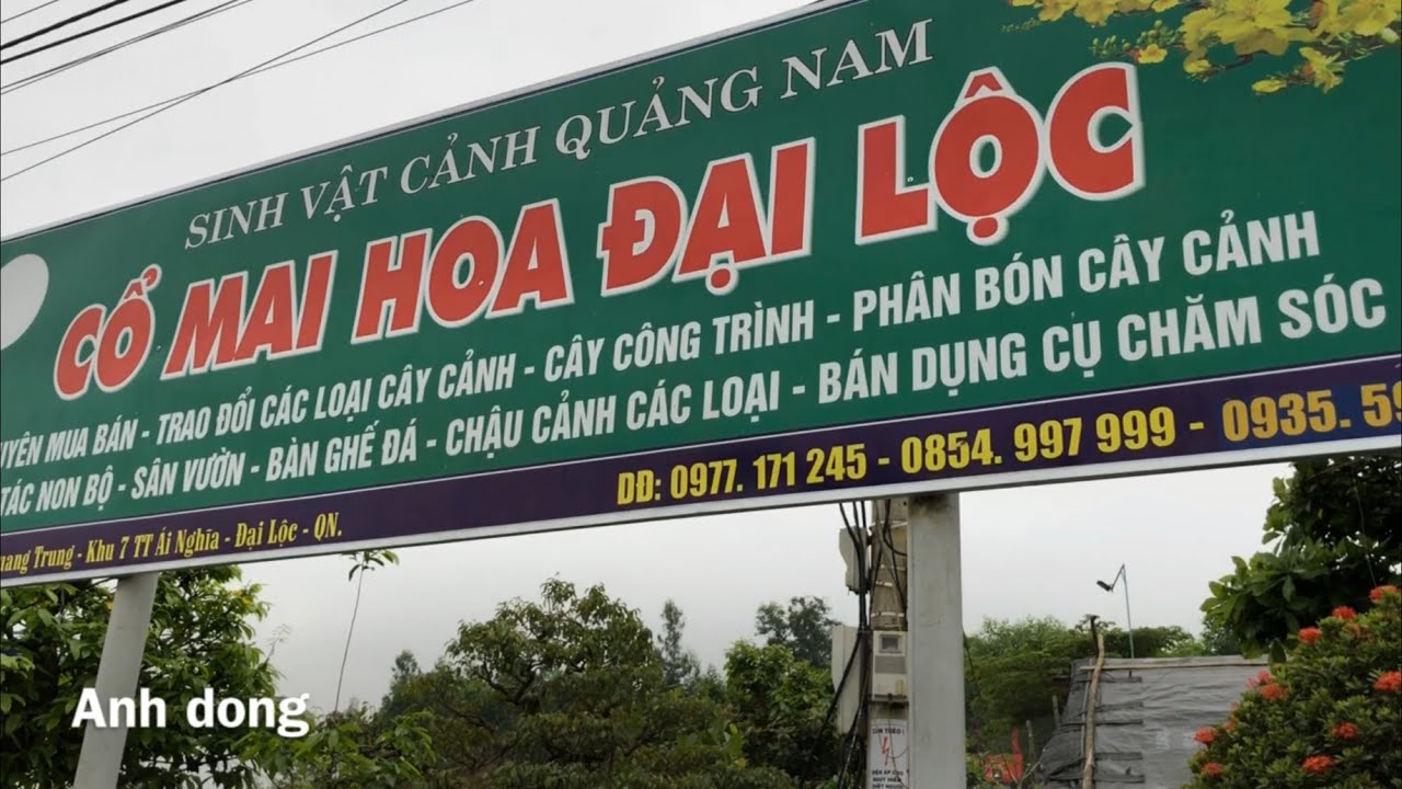 Mai cổ Quảng Nam