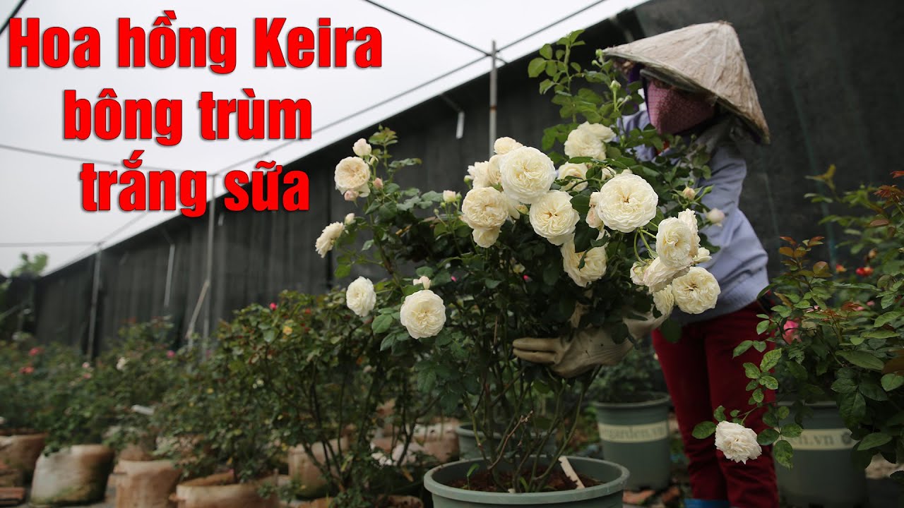 Mãn nhãn với những chùm hoa hồng trắng sữa Keira tới từ Anh