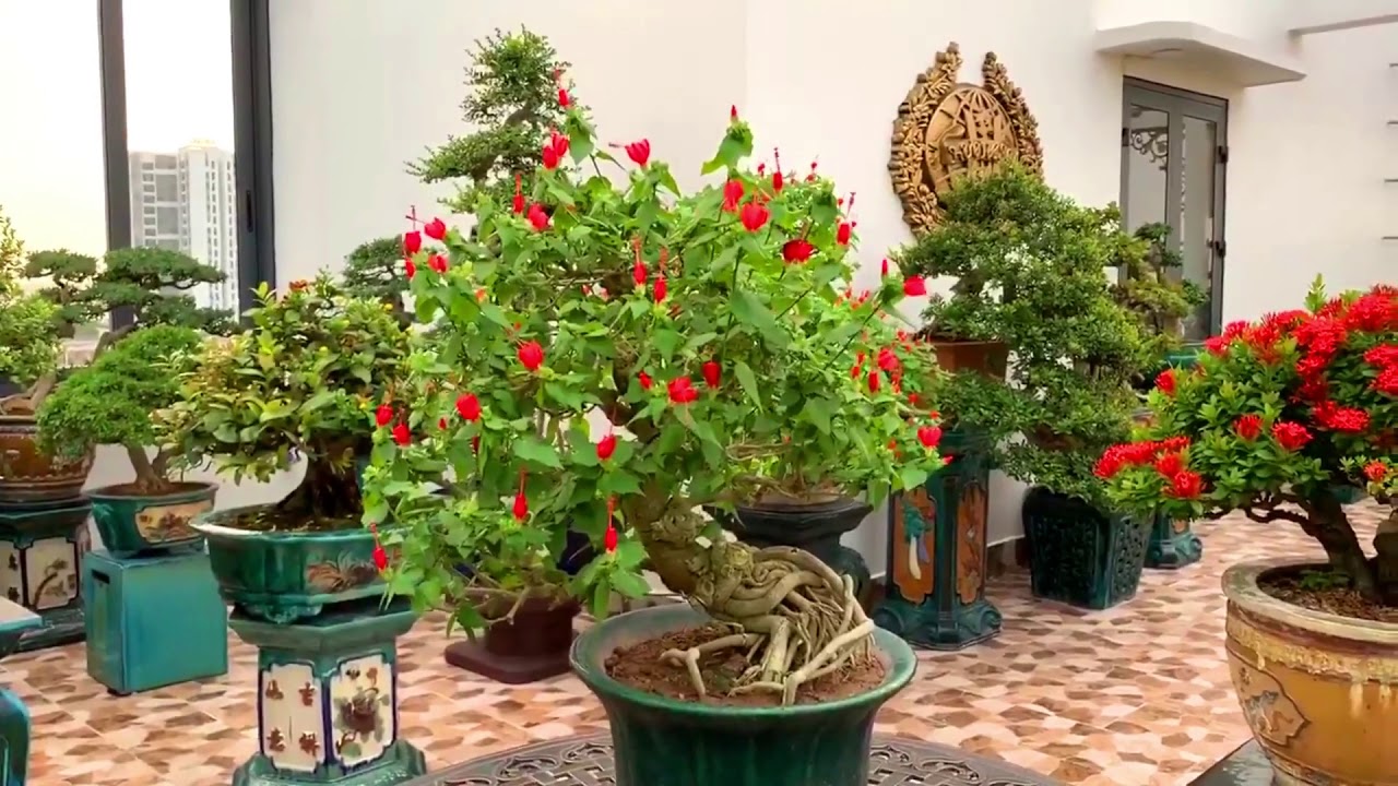 Một bộ sưu tập Bonsai đẹp hiếm thấy ở Hà Nội