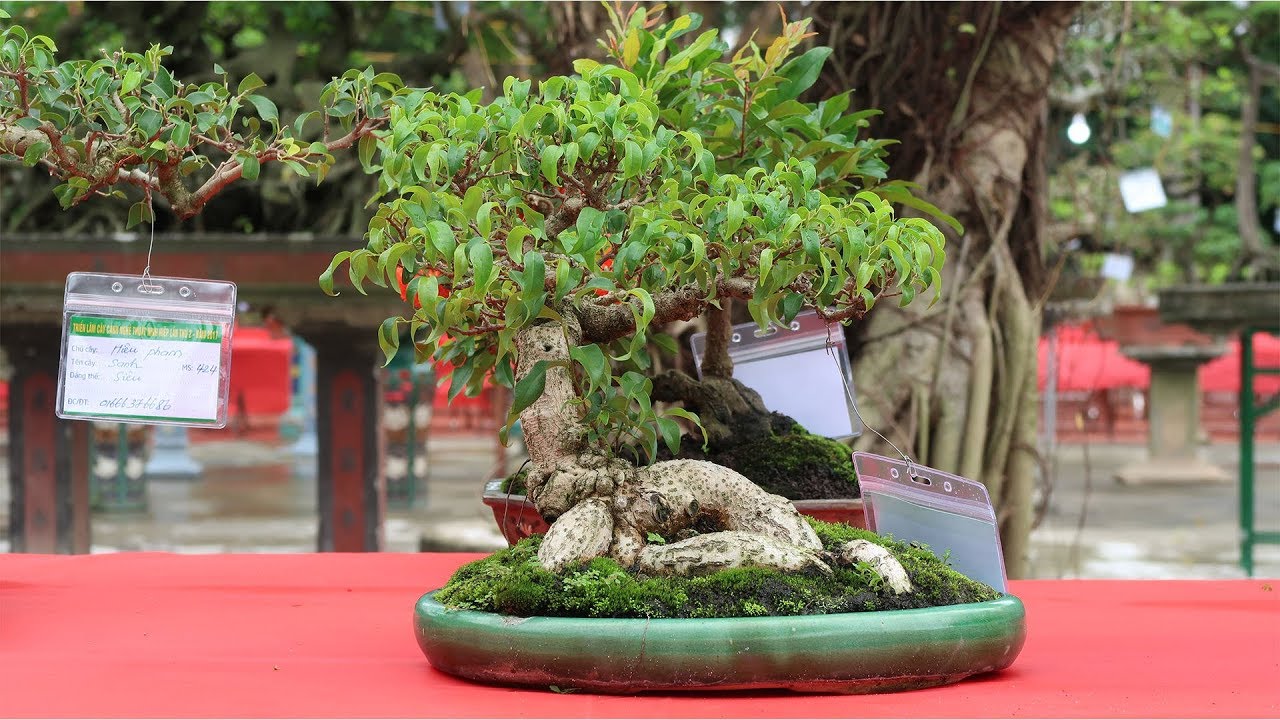 Một tác phẩm bonsai cực đẹp đã về với chủ mới tại Ninh Hiệp