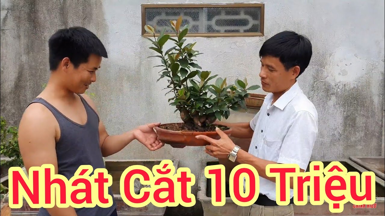 Mua 15 triệu về cắt thành phôi báo giá 25 triệu và Bon Sai Chính Hieu cũng có giao dịch nhỏ tại NĐ.