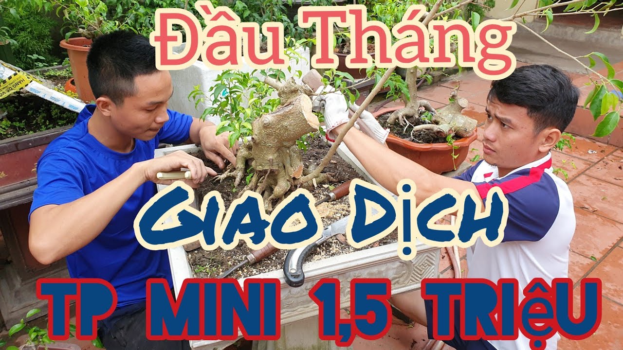 Mua 6 triệu 500 k cách đây 2 năm giờ 2 anh bạn trẻ đã cắt thành 2 và đầu tư 1 triệu 500 k thay chậu