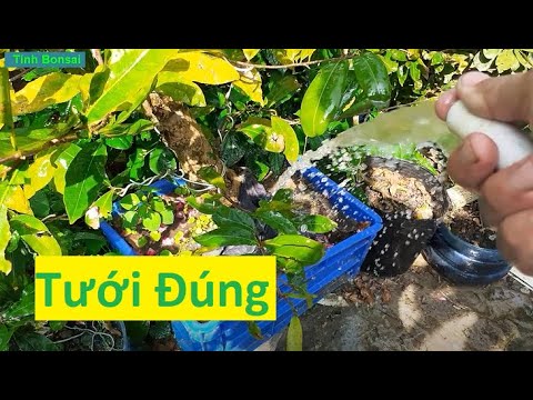 Muốn Mai Vàng Không Bị Vàng Lá Thì Phải Tưới Đầy Đủ | Tính Bonsai