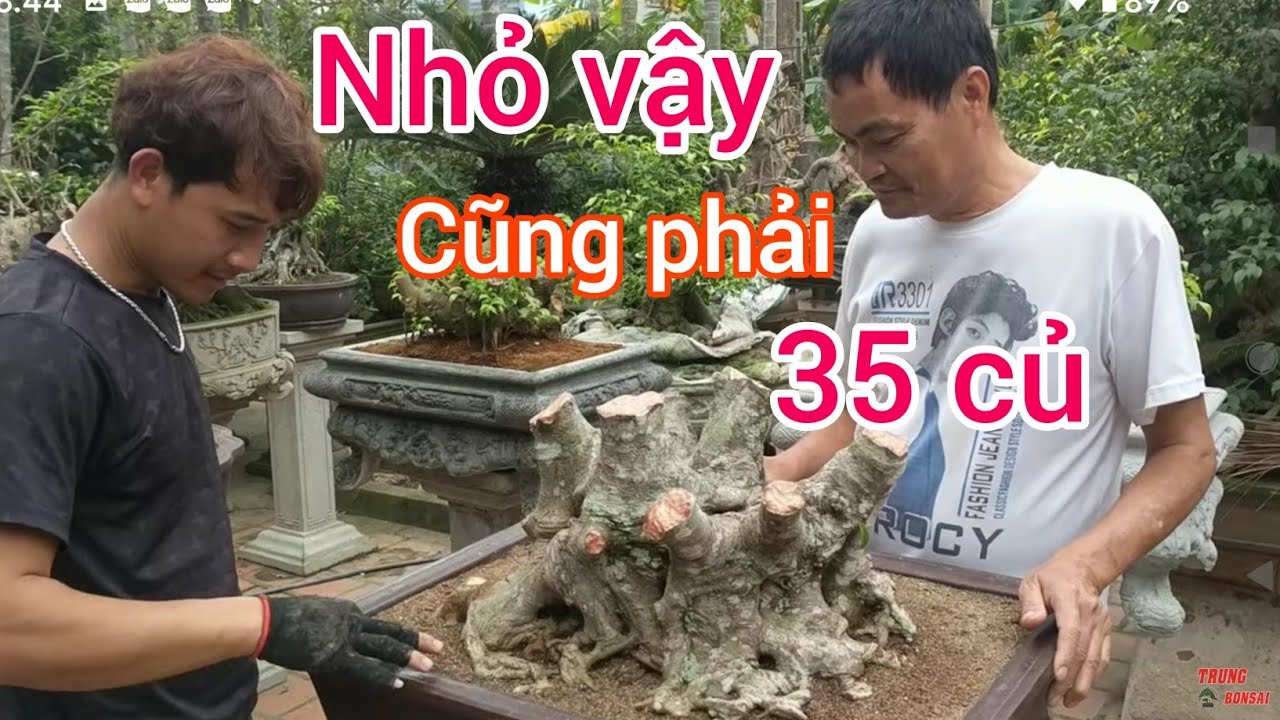 NHẬP LÔ HÀNG 120 TRIỆU VỀ BÁN 5 CÂY THU HỒI VỐN ANH SƠN BONSAI SỞ HỮU VƯỜN CÂY MINI QUÁ ĐẸP