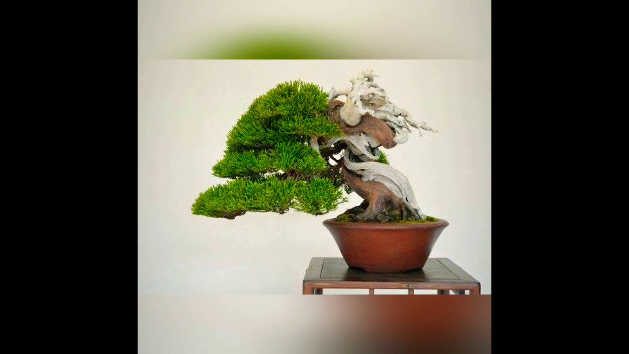 NHỮNG THẾ CÂY BONSAI ĐẸP