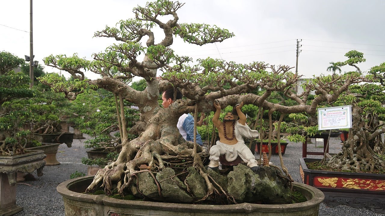 Nếu cây này là của anh thì sẽ phải sửa nhiều lỗi như này