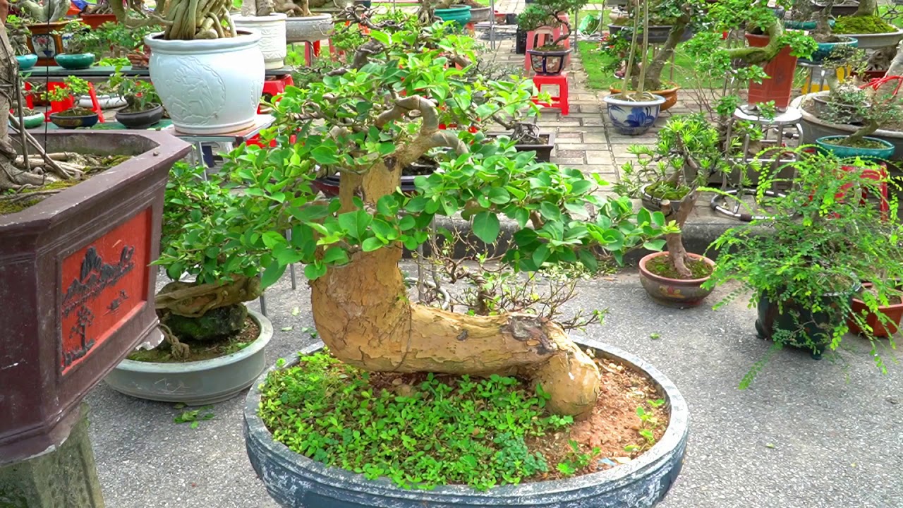 Ngắm dàn Bonsai đang tập trung tại hội chợ Bắc Ninh 2019