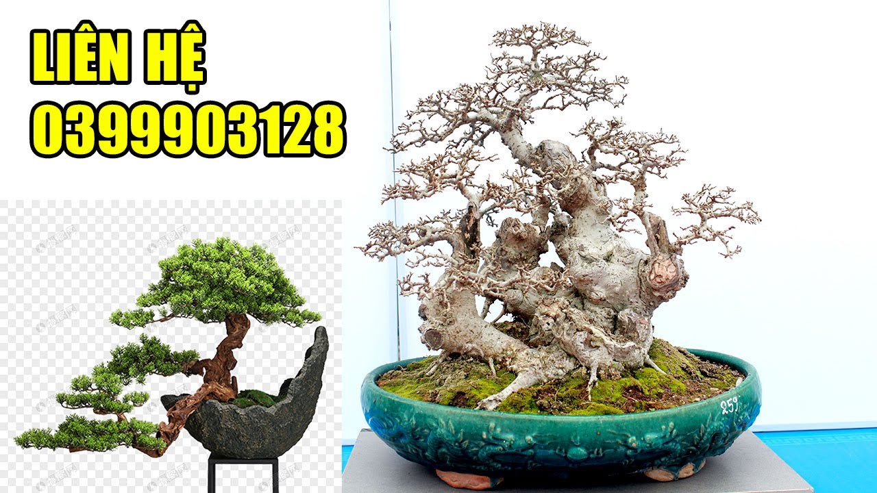 Ngắm dàn Bonsai mini được bài trí rất lạ ở Hà Nội