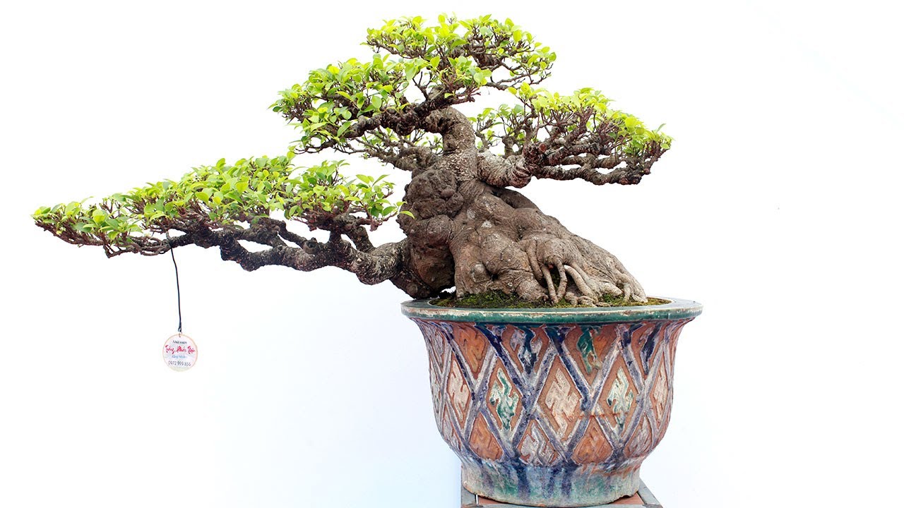 Ngắm những cây Bonsai tầm chung đẹp xuất sắc của anh Trường giấy Hải Dương