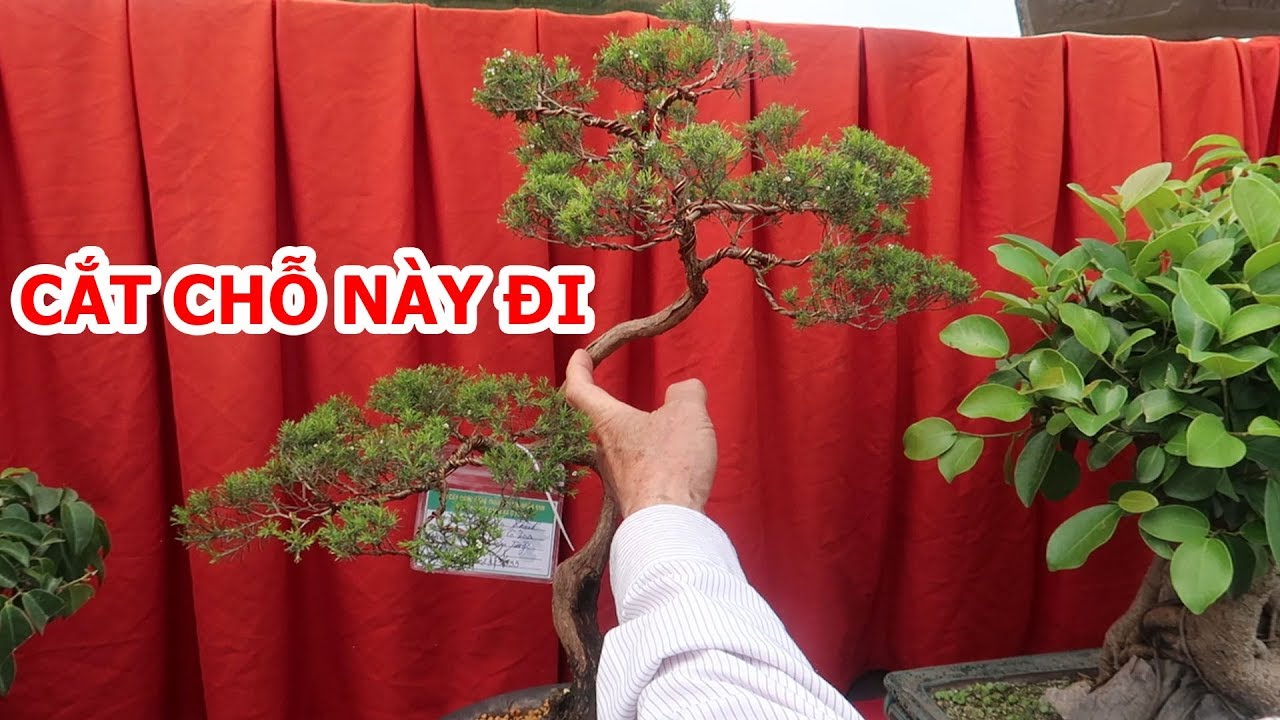 Nghe mấy bác cao tuổi bình phán mấy tác phẩm bonsai mini mà cười đau cả bụng