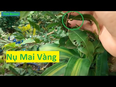 Nguyên Nhân Mai Vàng Nở Sớm Lúc Này | Tính Bonsai