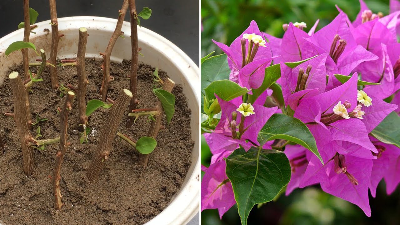 Nhân giống cây hoa giấy bằng cành - Propagate bougainvillea glabra from cutting