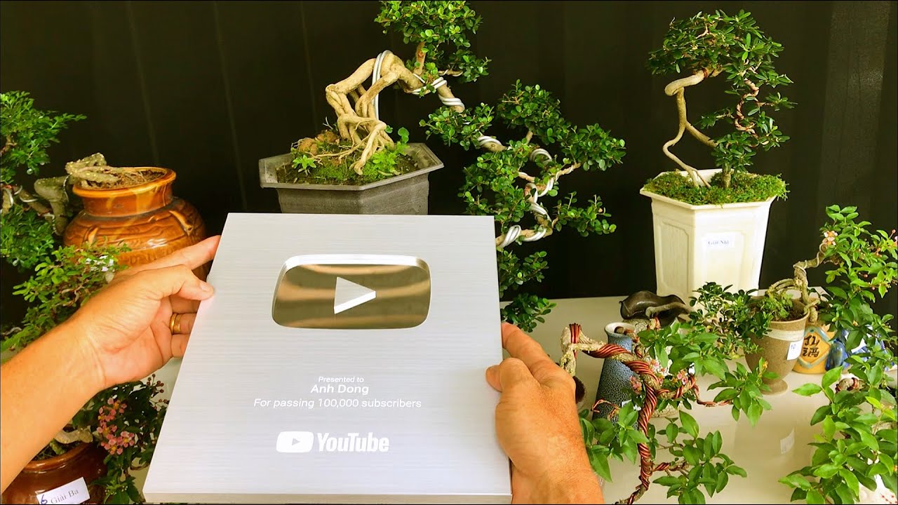 Nhận nút bạc và tặng bonsai