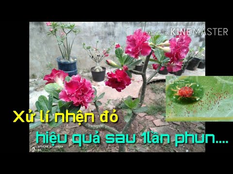 🌺Nhện đỏ và cách trị đơn giản sau 1 lần phun thuốc