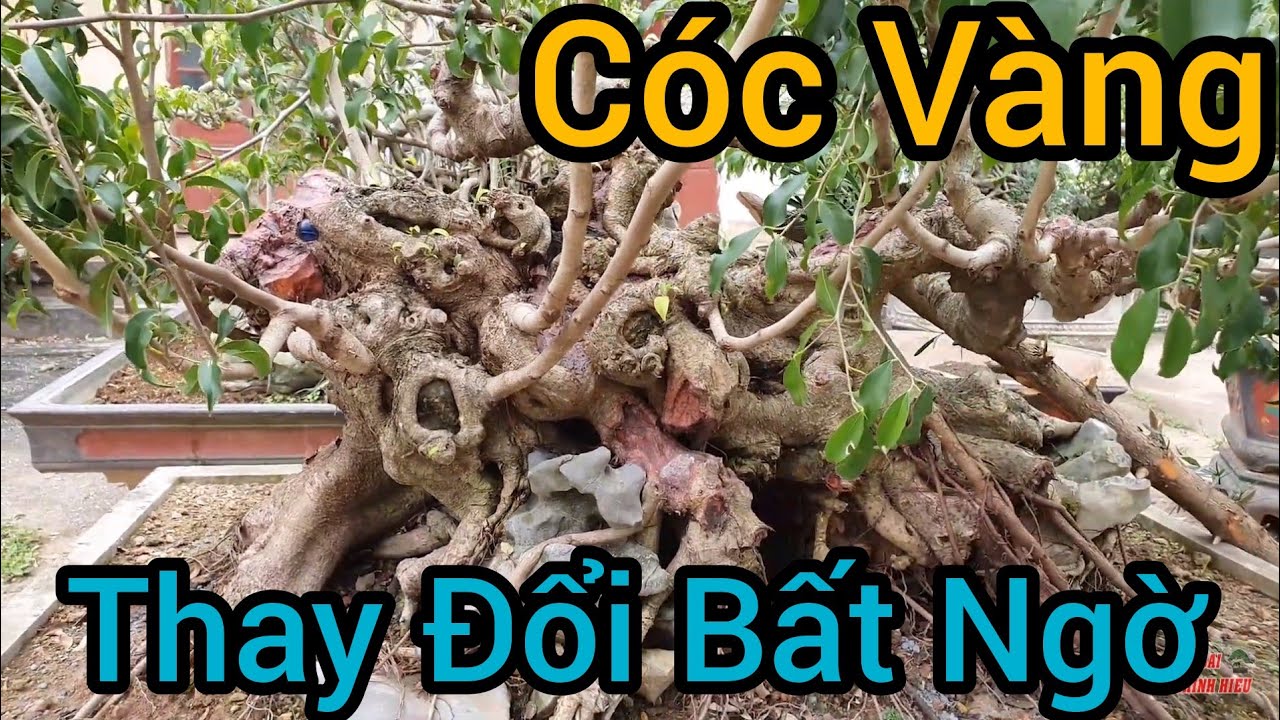 Nhìn lại TP Cóc Vàng sau hơn 1 năm chuyển dáng.