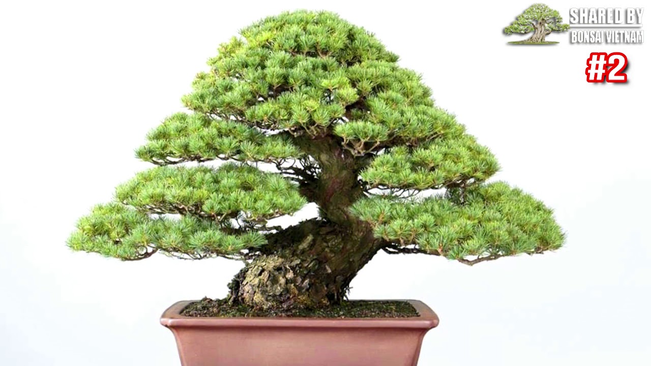 Những cây Thông Trắng Bonsai Nhật Bản || Bonsai đẹp đáng học hỏi ▶2