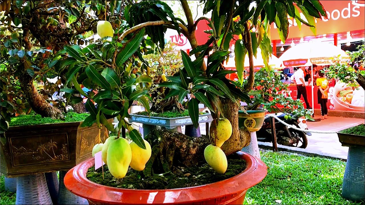 Những cây ăn trái bonsai