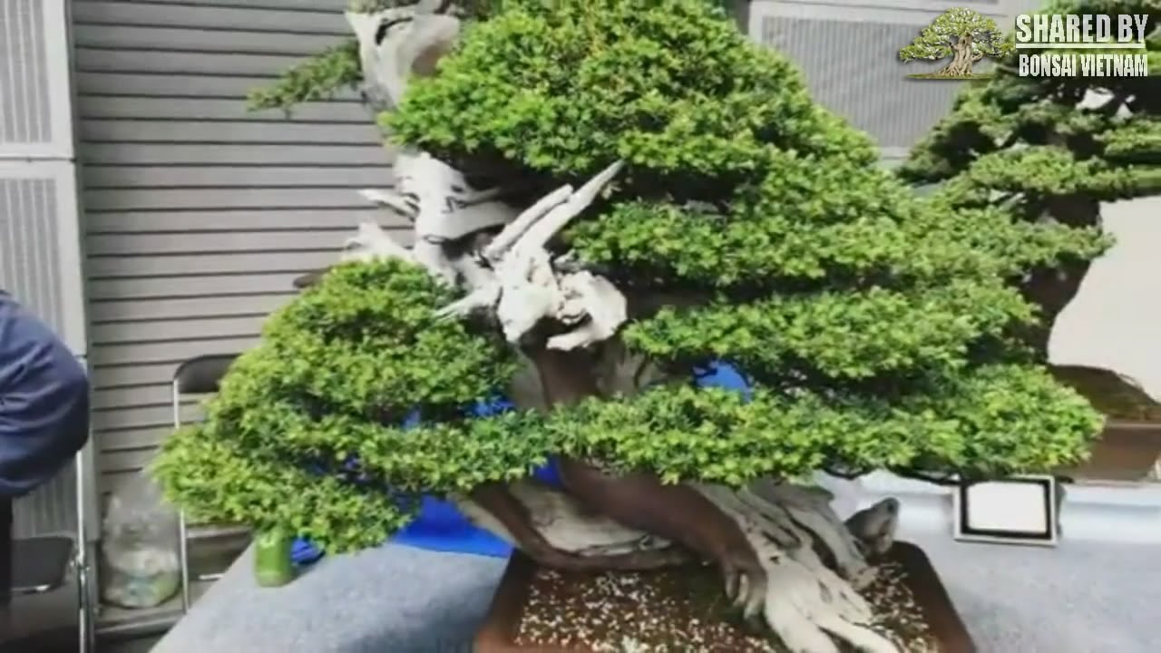 Những chậu Bonsai trăm tuổi ở triển lãm Bonsai thế giới