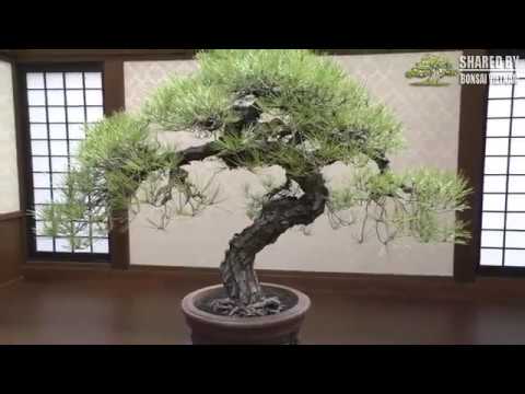 Những hình ảnh tuyệt vời của Bonsai Nhật Bản