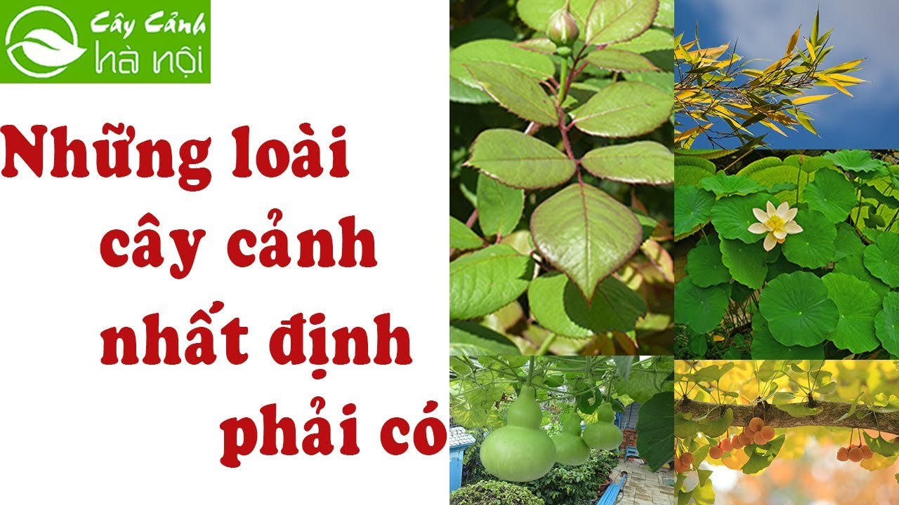 Những loại cây nhất định phải có trong vườn nhà