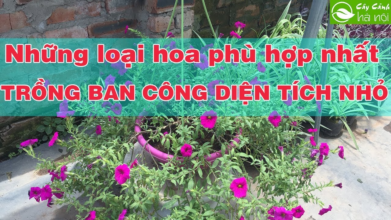 Những loài hoa phù hợp nhất để trồng ở ban công có diện tích nhỏ