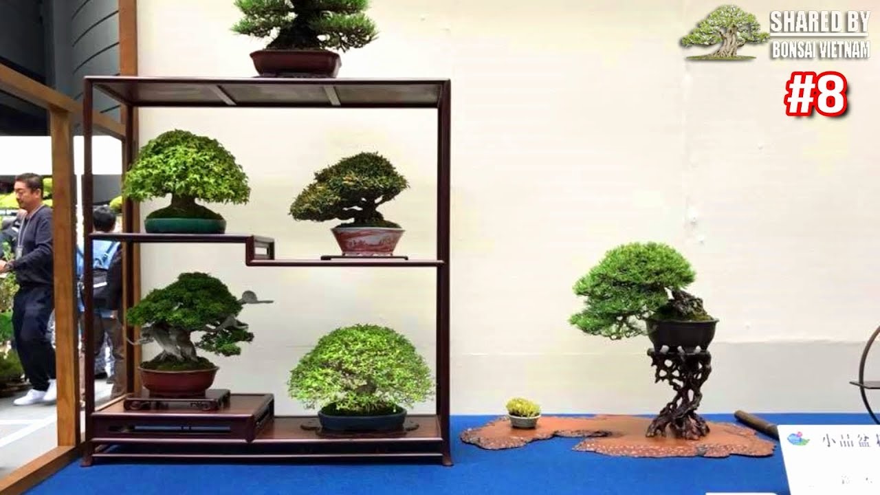 Những siêu phẩm Bonsai Thế Giới đáng học hỏi || Phần ▶8