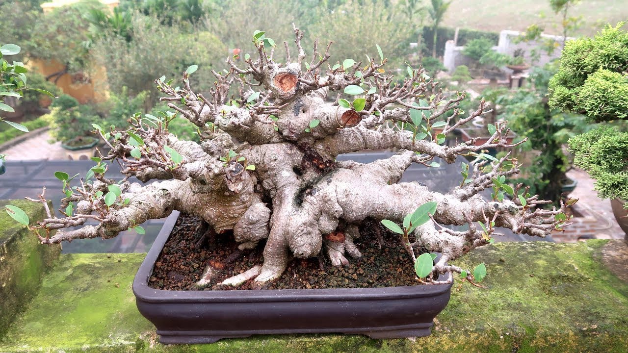 Những tác phẩm Bonsai đẳng cấp, cuối cùng cũng mua được 1 em