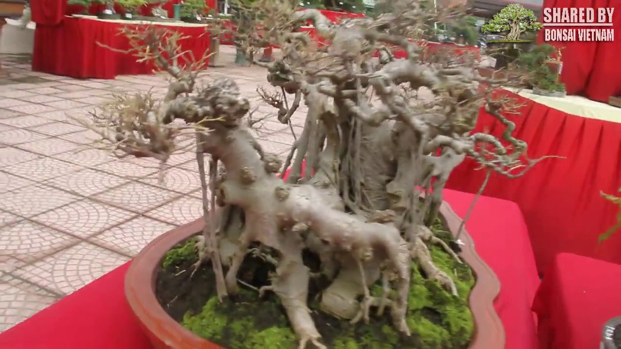 Những tác phẩm Bonsai mini đẹp nhất Hà Nội