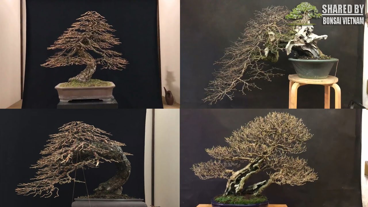 Những tác phẩm đẹp ở Triển lãm bonsai Italy | Italy bonsai show