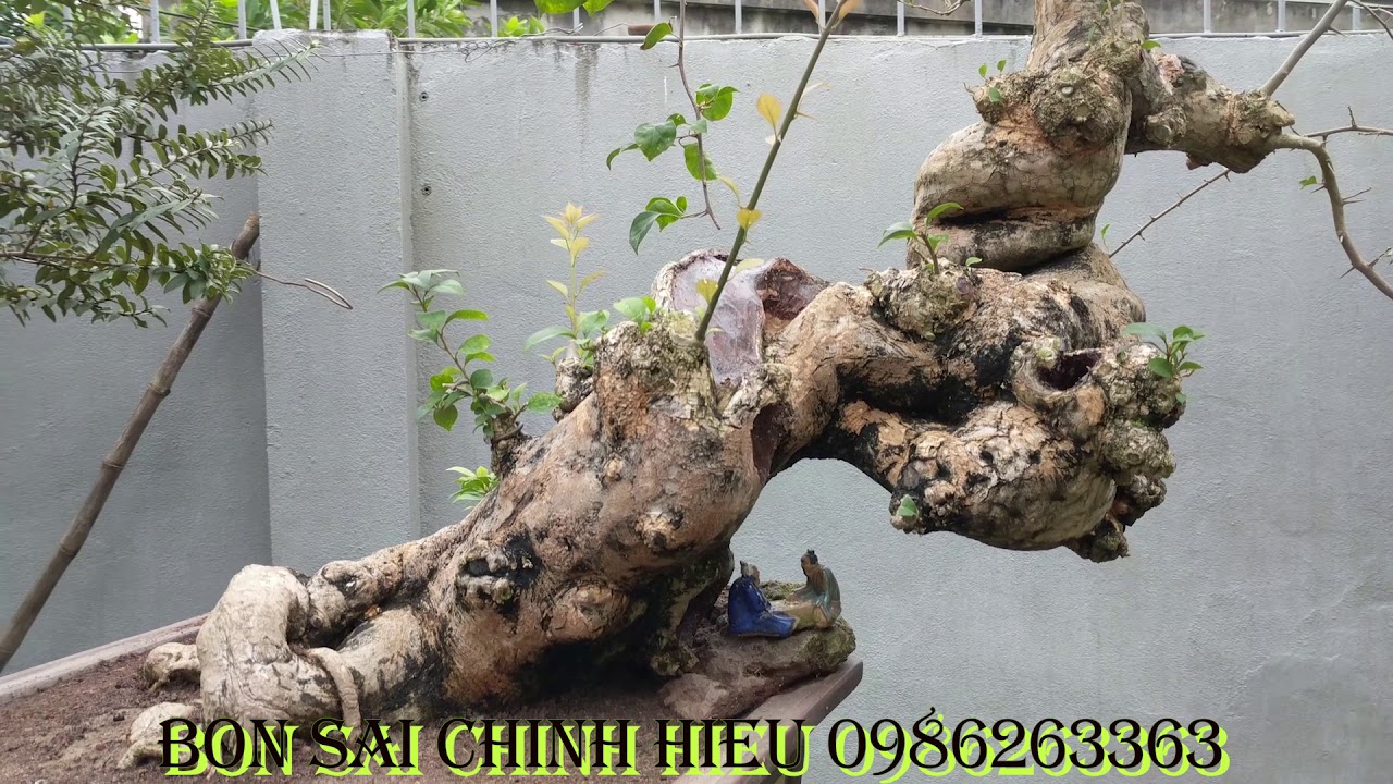 Những tp xuất sắc của 3 nhà vườn trong CLB. Chào Năm Mới 2019.