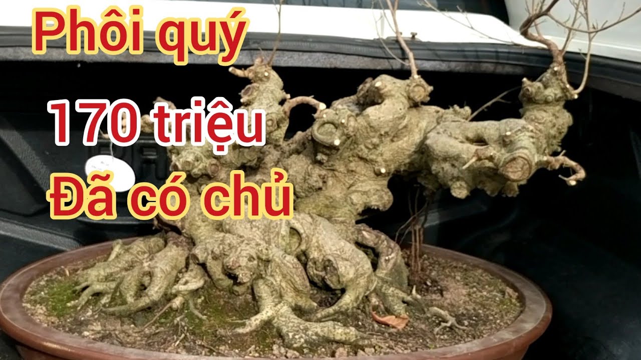 PHÔI KHỦNG 170 TRIỆU VƯỜN BÀN TRỌC GIAO DỊCH CHO CHÚ THỌ NHỰA RẤT NHANH