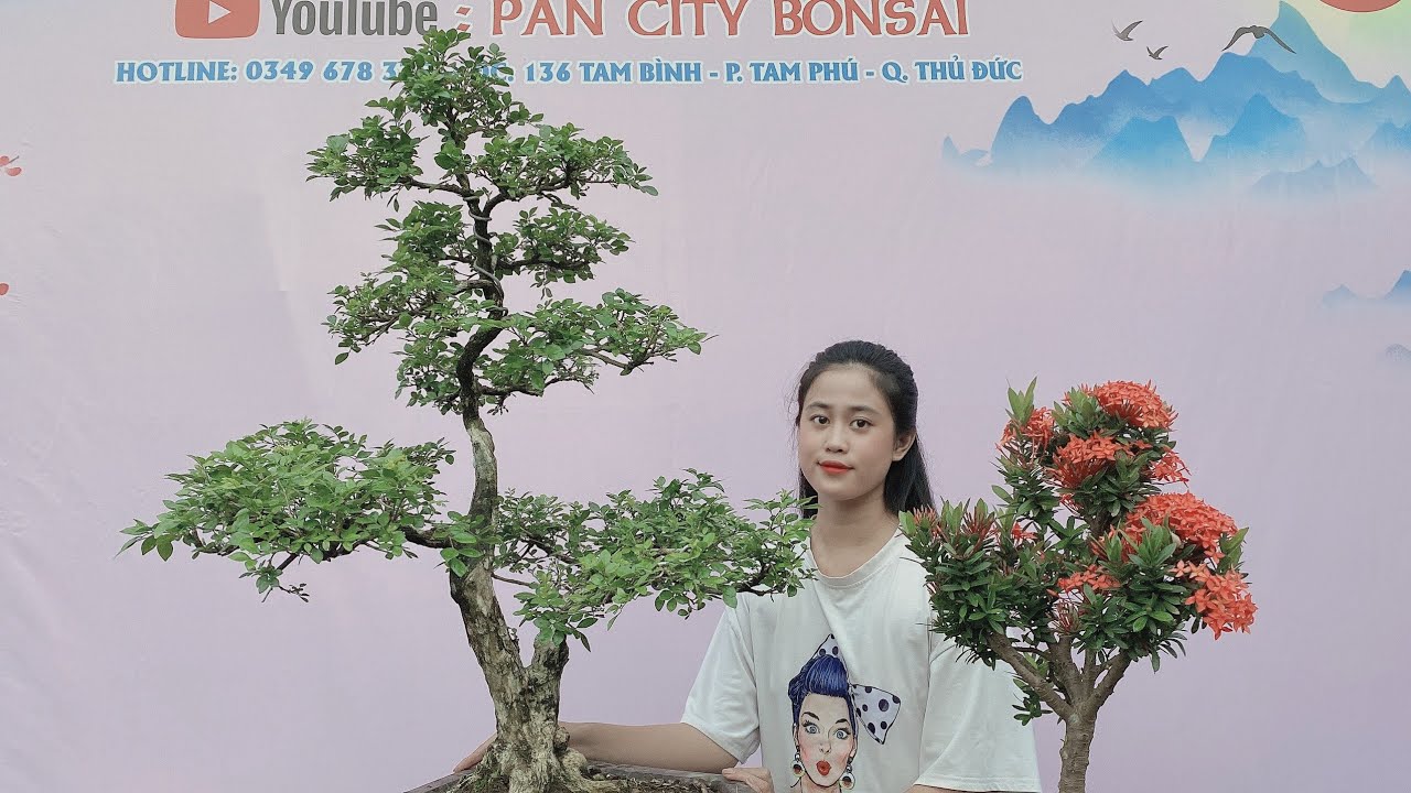 Pan City 183 | Hôm nay về cây mới có trắc nghệ, tùng vạn niên đổ bay, chiếu thủy siêu mini, trang đỏ