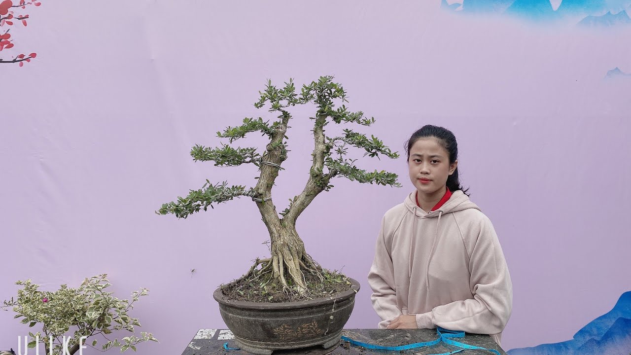 Pan City 184 | Yêu bonsai - mua bonsai - chăm sóc và niềm vui !