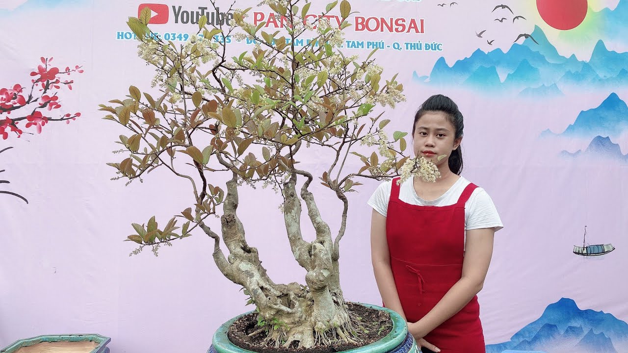 Pan City 196 | Thưởng thức cây Bạch sơn liễu trổ bông đẹp như mùa xuân Tây Bắc và 12 lô mini bonsai