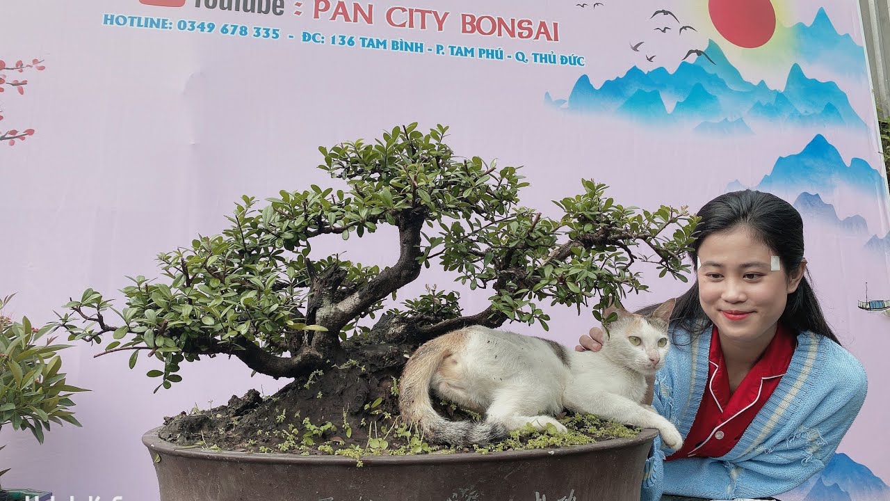 Pan City 197 | Tiếp tục giao lưu bonsai mini và bonsai tầm trung giá bình dân đa dạng chủng loại