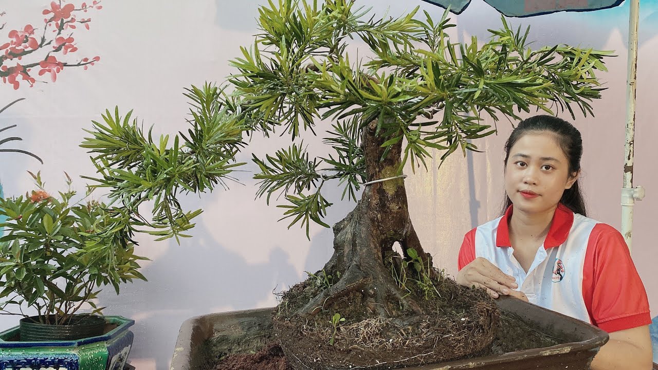 Pan City 198 | Ngọc Châu trái tím loại bonsai mới + Giấy mỹ mini + Vạn niên tùng và linh sam mini