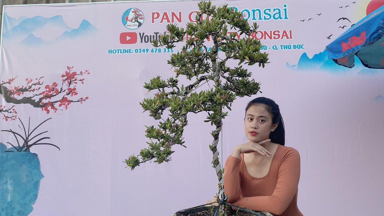 Pan City 199 | Giao lưu bonsai cuối tuần chủ yếu hàng bình dân anh em mới tập chơi, xin cảm ơn !