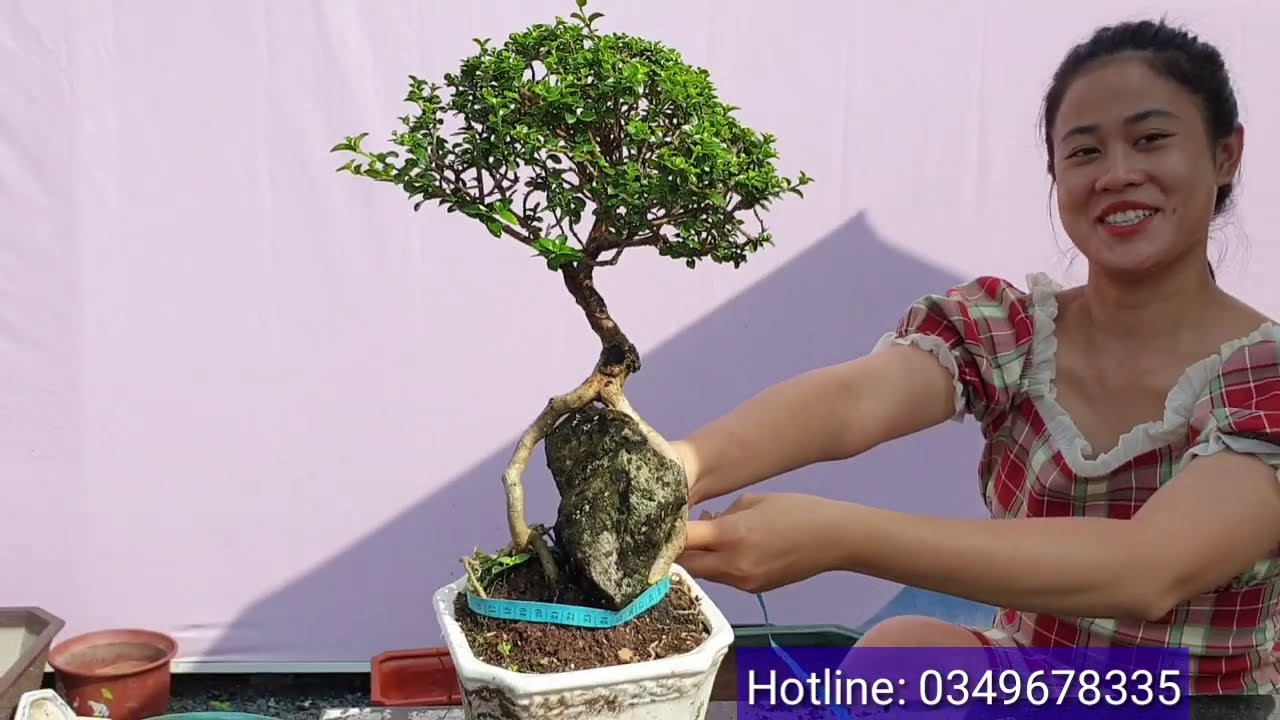 Pan City 202 | Lên sóng giao lưu bonsai đẹp nhà vườn Pan City