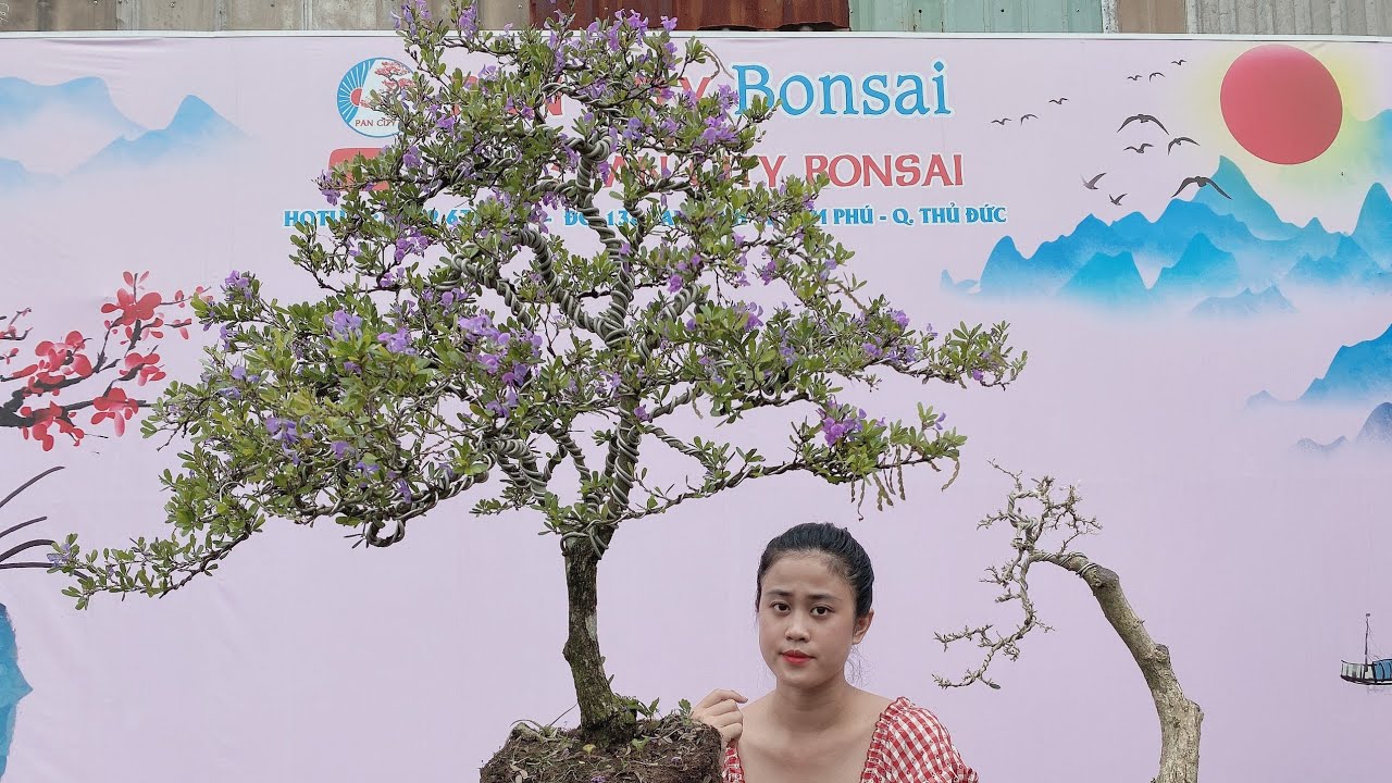 Pan City 205 | Giao Lưu kiểng bonsai có Hồng Ngọc Mai mini, bông giấy mỹ, vạn niên tùng, linh sam 86