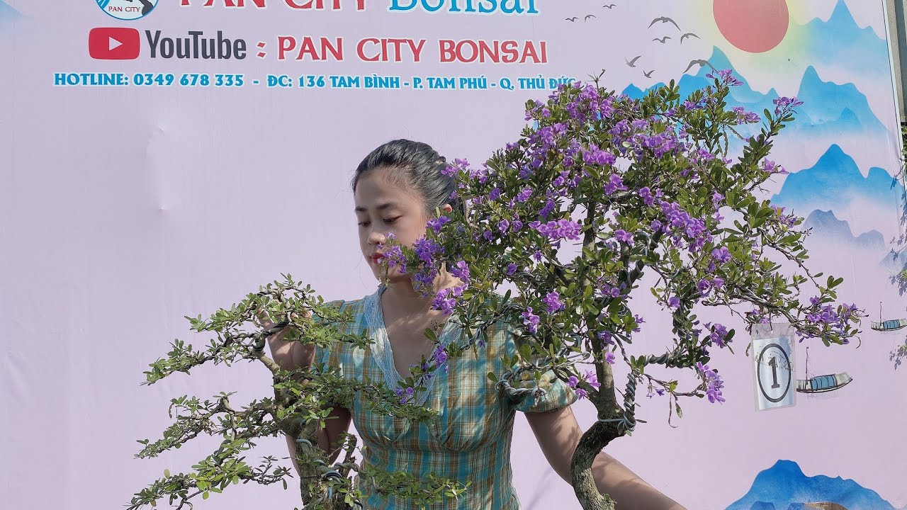 Pan City 207 | Cây ổi quái giá vài trăm, linh sam xoắn ốc, linh sam lũa, combo bonsai 380k